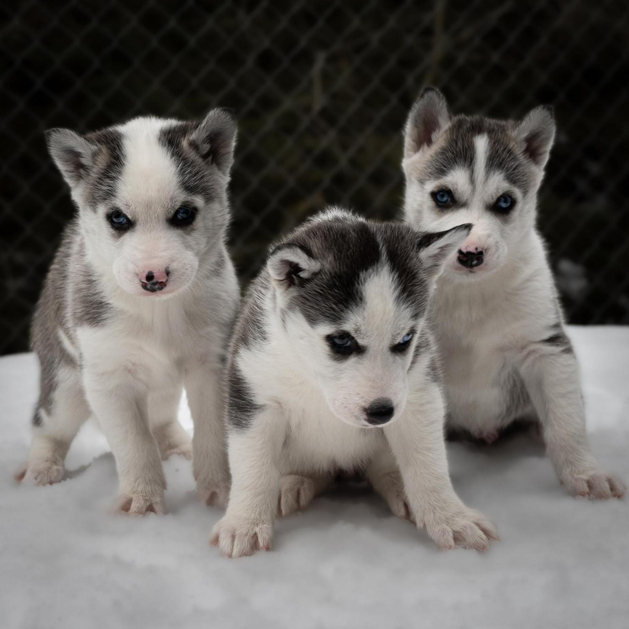 Hüttenhotel Husky Lodge Muotathal Eksteriør billede