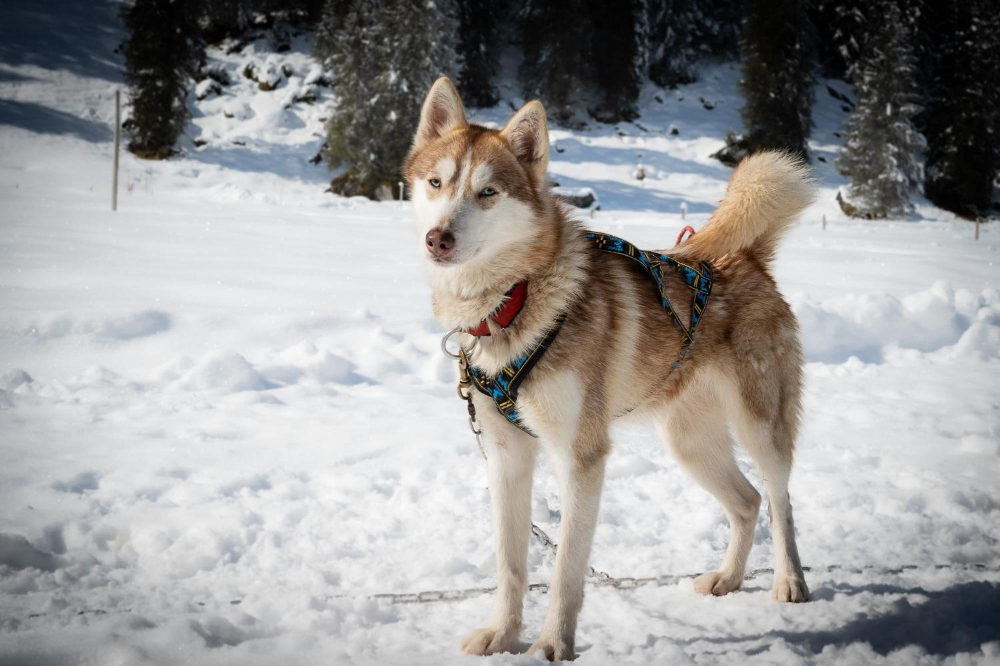 Hüttenhotel Husky Lodge Muotathal Eksteriør billede