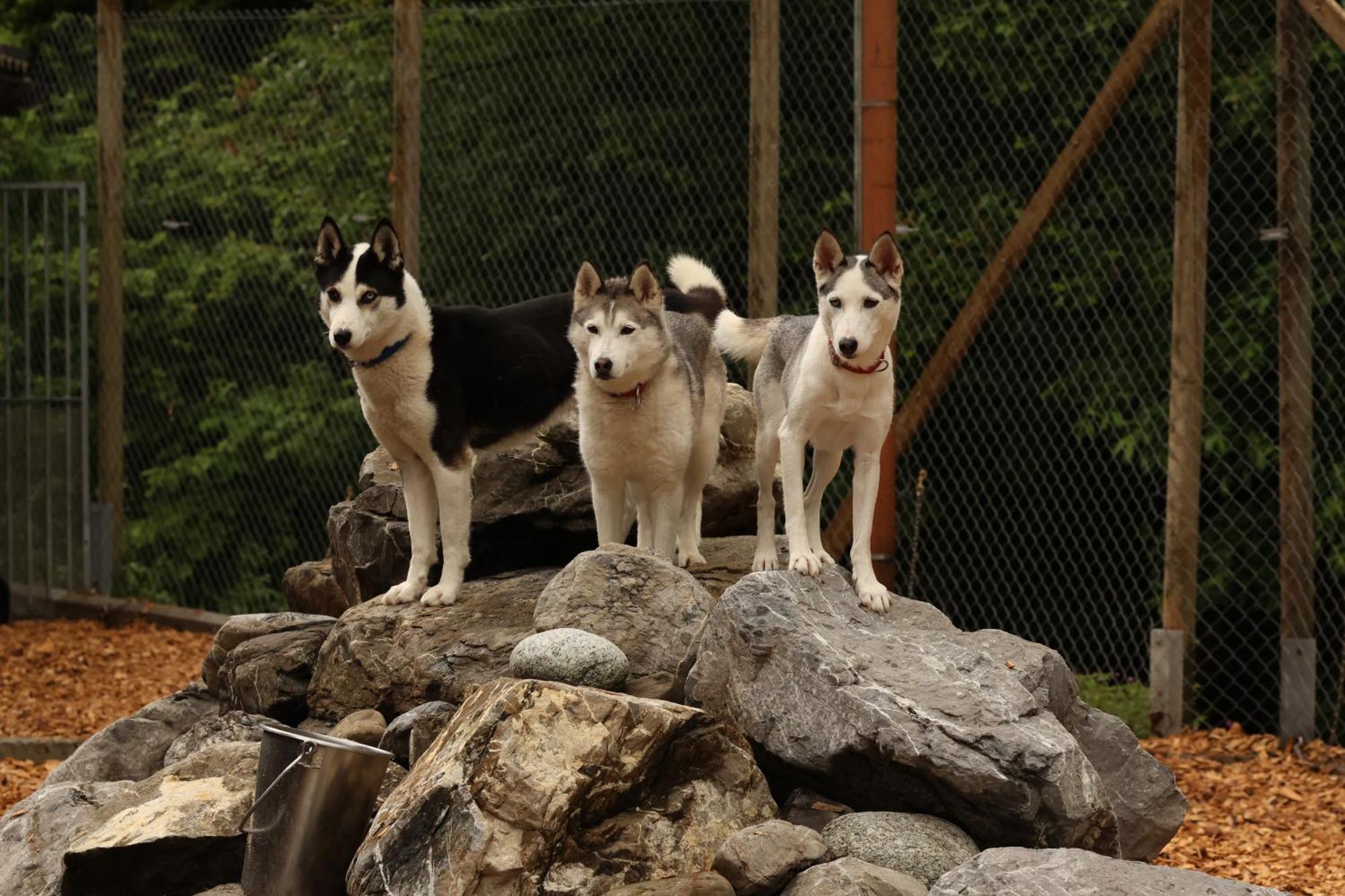Hüttenhotel Husky Lodge Muotathal Eksteriør billede
