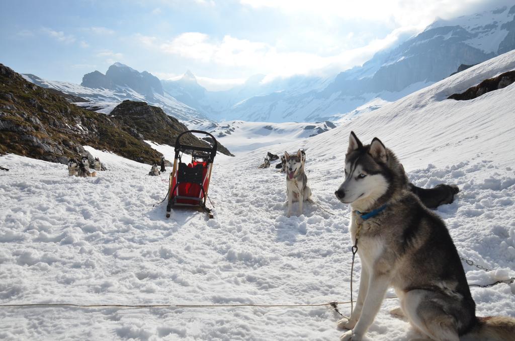 Hüttenhotel Husky Lodge Muotathal Eksteriør billede